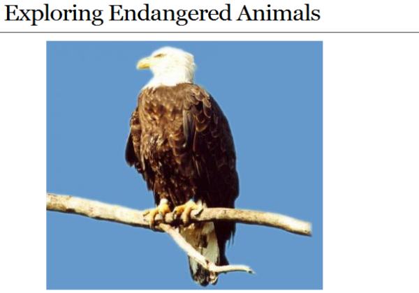 Webquest: Exploring endangered animals | Recurso educativo 35060