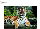 Webquest: Tigers | Recurso educativo 35329