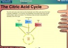 Video: The Citric Acid Cycle | Recurso educativo 39911