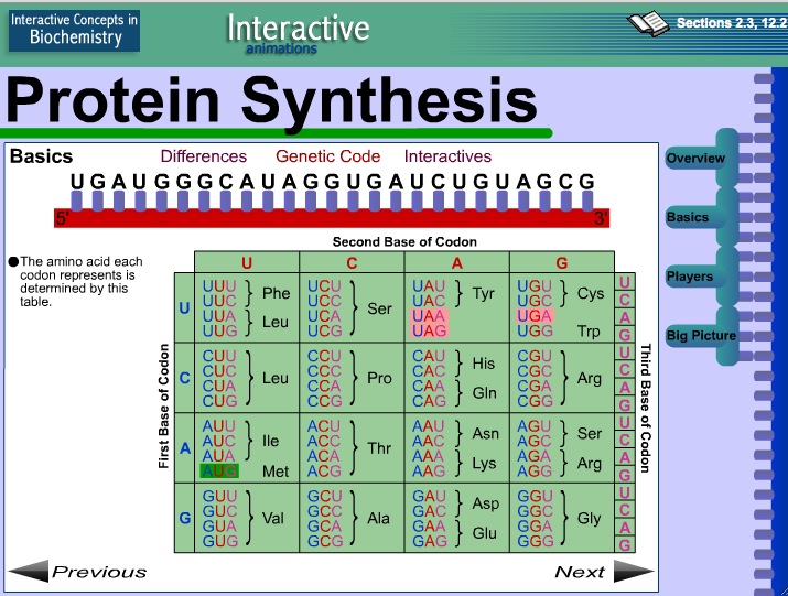 Video: Protein Synthesis | Recurso educativo 39940