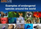 Bingo to introduce endangered species | Recurso educativo 40715