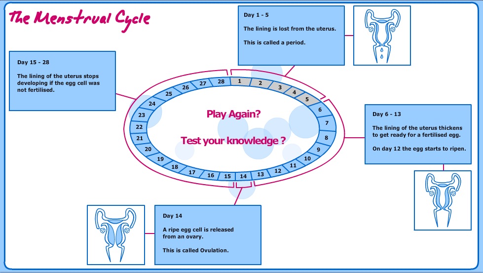 The Menstrual Cycle | Recurso educativo 41176