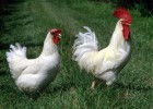 Gallo y gallina | Recurso educativo 43773