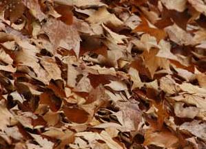El color del otoño | Recurso educativo 44636