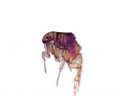Flea circuses | Recurso educativo 47890
