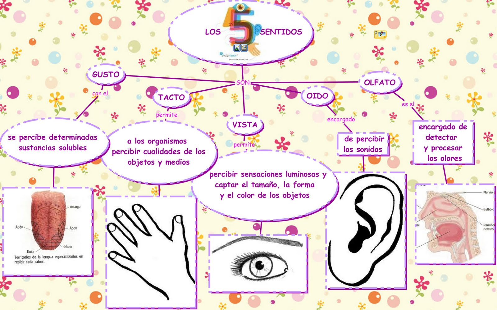 Los cinco sentidos | Recurso educativo 50130