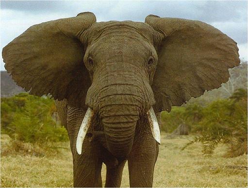 Elefante | Recurso educativo 50244