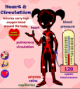 Heart and circulation | Recurso educativo 52750
