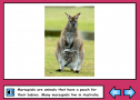 Australian marsupials | Recurso educativo 53931