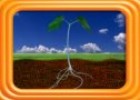 La función del tallo de una planta | Recurso educativo 56237