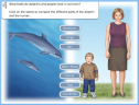 Dolphins | Recurso educativo 58982