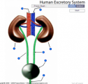 Human excretory system | Recurso educativo 60083