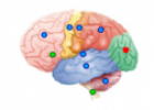 Brain anatomy | Recurso educativo 60312