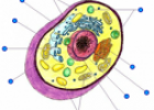 This animal cell needs labelling! | Recurso educativo 60319