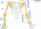Human anatomy: Arm bones | Recurso educativo 60327