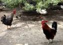 Video: imatges d'uns galls de granja | Recurso educativo 11335