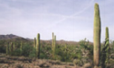 Ficha: El Desierto de Sonora | Recurso educativo 15059