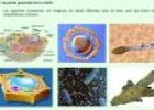 La célula eucariota | Recurso educativo 15438