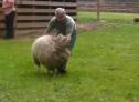 Vídeo: el esquileo de una oveja | Recurso educativo 17214