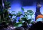Vídeo: imatges d'una peixera | Recurso educativo 18603