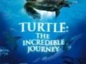El viaje de la tortuga | Recurso educativo 26623