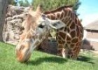 La girafa | Recurso educativo 29549