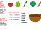 Plant-parts salad | Recurso educativo 30468