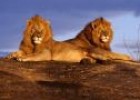 Fotografía: leones para calcular dobles. | Recurso educativo 31225