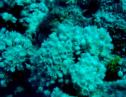 Coral de pólipos pulsantes (Xenia umbellata) | Recurso educativo 3294