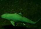 Tiburón de arrecife de puntas negras (Carcharhinus melanopterus. Quoy & Gaimard, 1824) | Recurso educativo 3611