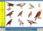 Els ocells de Menorca | Recurso educativo 3916