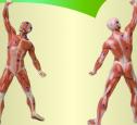 Músculos del Cuerpo Humano | Recurso educativo 3992