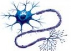 La neurona | Recurso educativo 68291