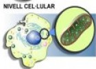 Molècules, cèl·lules, teixits, òrgans, sistemes i aparells | Recurso educativo 69303