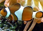Ocean acid may make fish deaf | Recurso educativo 71720