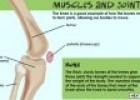 Bones, muscles and joints: the Musculoskeletal System | Recurso educativo 72895