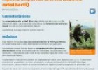 El águila imperial ibérica | Recurso educativo 80739