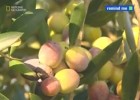 How Olive Oil Is Made | Recurso educativo 89063