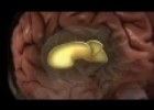 [4] Cuerpo Humano al Límite - El Cerebro [Parte 1] | Recurso educativo 91542