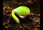 How A Seed Grows | Recurso educativo 109045
