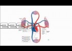 Heart Function-Cardiovascular System | Recurso educativo 113803
