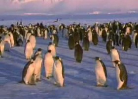 Life of Penguins | Recurso educativo 496167