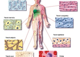 Tipus de cèl·lules del cos humà | Recurso educativo 496169