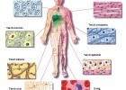 Tipus de cèl·lules del cos humà | Recurso educativo 496169