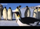 Emperor Penguins | Recurso educativo 676481