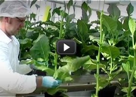 Biotecnología| Vídeo Educativo | Plantas para obtener fármacos | Recurso educativo 679574