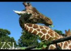 Els animals del zoo | Recurso educativo 680856