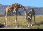 Petita girafa amb el seu ramat | Recurso educativo 684803