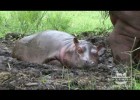 Hipopòtam Bebè - YouTube | Recurso educativo 686752