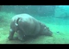 Bebè hipopòtam - YouTube | Recurso educativo 686753